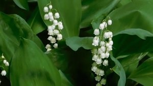 05=05=2025 ХОР     ник    (9)