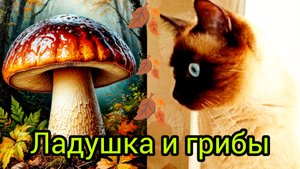 Смешная🍄кошка🐱Ладушка😊 #смешныекоты #котики