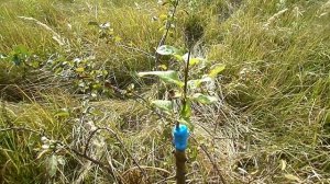 6 Соток: КОГДА МОЖНО ПРИВИВАТЬ ДИКОРАСТУЩУЮ ЯБЛОНЮ