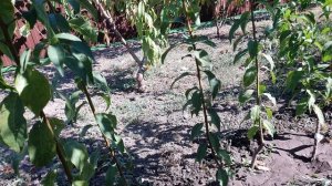 Прививка спящей почкой