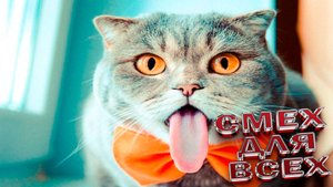 Приколы с котами! С ОЗВУЧКОЙ! Смешные коты и кошки! САМЫЕ СМЕШНЫЕ ЖИВОТНЫЕ!