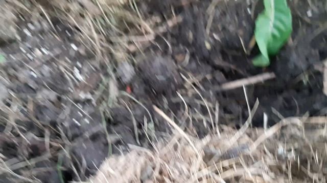 Листовая нематода на клубнике