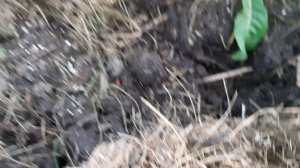 Листовая нематода на клубнике