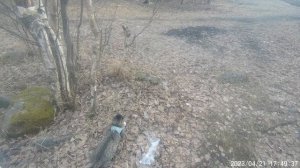 Барсик: Первая охота