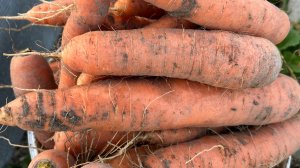 Наконец мы ее посадили! Канада!