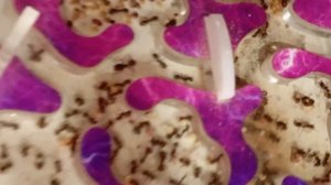 муравьи-жнецы