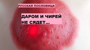 Русская пословица. ДАРОМ И ЧИРЕЙ НЕ СЯДЕТ...