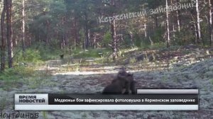 Медвежьи бои зафиксировала фотоловушка в Керженском заповеднике