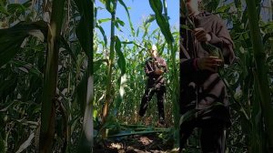 99 ночей в кукурузном поле!🫎🦉