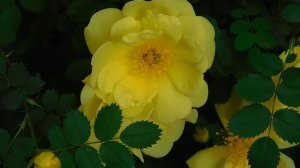 05=05=2025 РОЗА    ник    (48)