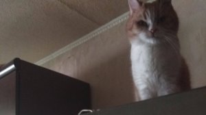 Как хорошо, что мы купили робот-пылесос...!😆