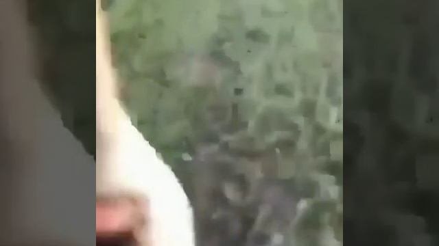 крокодил