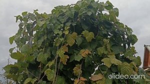 Был Заморозок, Закончили копать Картофель 2025, Закончил прочистку/Обрезку Малины, Запалил Бочку