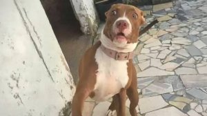😂 Самые смешные видео с животными 🐶 Собака — прирождённый комик, она заслуживает «Оскара»!