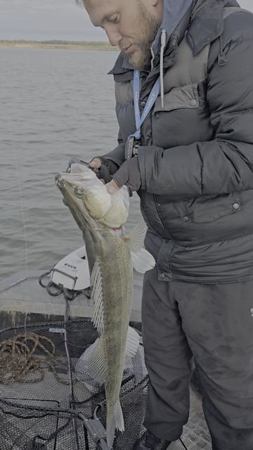 Судак на спиннинг смотреть онлайн