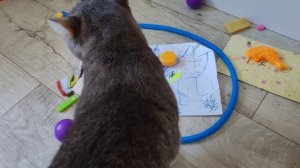 14-09-2025 деревенский кот греется у камина