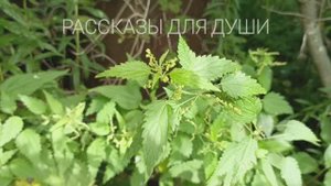 Поворот судьбы - РАССКАЗ, который не оставит равнодушным