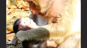 Чем больше макака кусала детёныша, чтобы освободиться из его объятий,... 1000033283.mp4