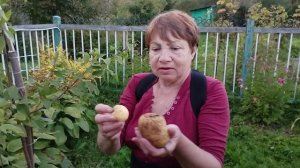 Богатый урожай фруктов