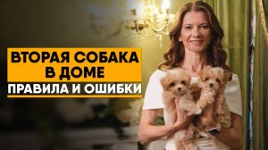 Два питомца в доме. Как подружить собак. Какого щенка выбрать