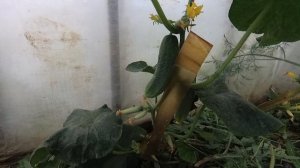 Как спасти огурцы от паутинного клеща, трипсов и других вредителей без химии?