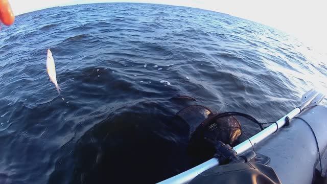 Рыбалка на Финском заливе. Отчёт за 30.06.2024. РЛЦ "Раскат". Плотва, чехонь, густера.