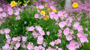 Весенние строки для души #nature #сон  #природа #relax #рекомендации #весна