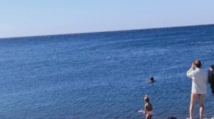 Пляж Сукко и дельфины 14 сентября 2025 года. Репортаж Светланы Тихоновы.