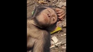 Спокойной ночи