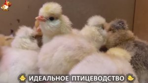 Идеальное птицеводство достойно восхищения 🐓🦆🦢🦚🦃🐔 эпизод (336)