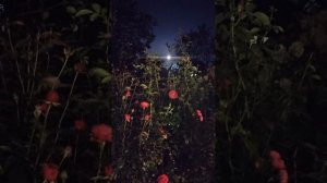 Патогенез. Подтипы Дош.