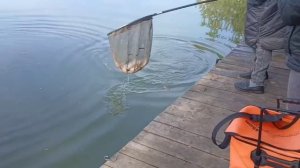 Поимки карпа на кукурузу