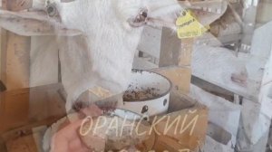 Козья вредность, или как скормить премикс.