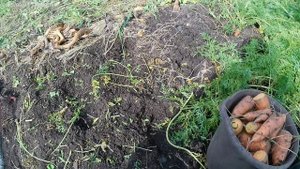 Собираю урожай моркови с экспериментальной грядки.