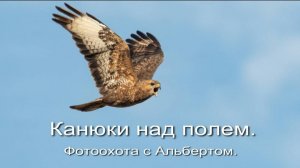 Фотоохота с Альбертом. Канюки над полем.