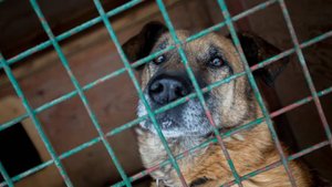 Лай вновь услышали из "тюрьмы для собак" в Чехове, где били питомцев током