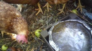 Поение курочек - малая поилка