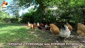 Куры несушки свободного выгула и их обычная куриная рутина – эпизод (702)