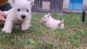 VID-20250910-WA0065.mp4