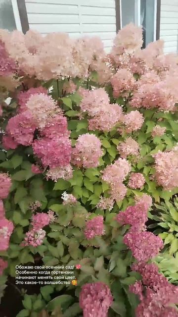 осенний сад прекрасен