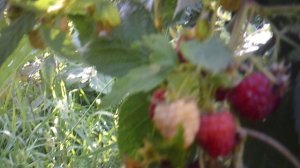 Обзор малинки в нашем огороде
