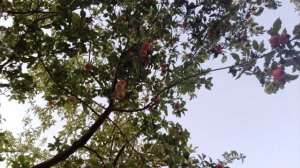 petal_20250914_161839.mp4