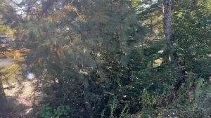 Зообаза Мечта