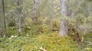 Наши выходные в лесу 🌲 Свежий воздух, ёлки, еда на костре и даже глинтвейн 😄