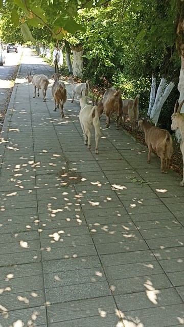 Почувствуйте себя немного пастухом в Уреки (Грузия) 11.07.2025