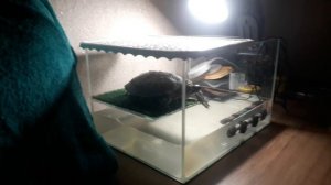 черепаха лео