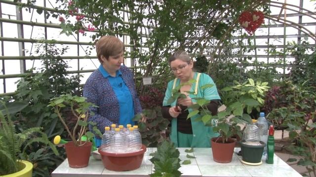 Черенкование гибискуса