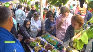 Праздник солнечной ягоды. Гастрономический фестиваль "Сибирская лоза" в Шушенском
