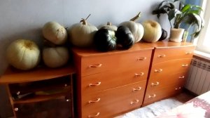 14-09-2025 Прибрала тыквы / Ириска вроде погуляла / первый раз попробовала свежевыжатый сок.