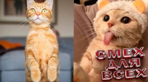 ПРИКОЛЫ С КОТАМИ😸Самые смешные животные😸 СМЕШНЫЕ КОТЫ Угарные коты и собаки заставят вас смеяться